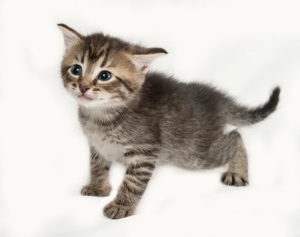 Striped and white kitten standing on gray — Stock Photo, Image