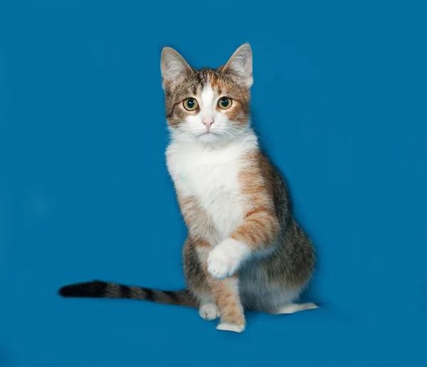 Трехцветный котенок сидит на голубом — стоковое фото