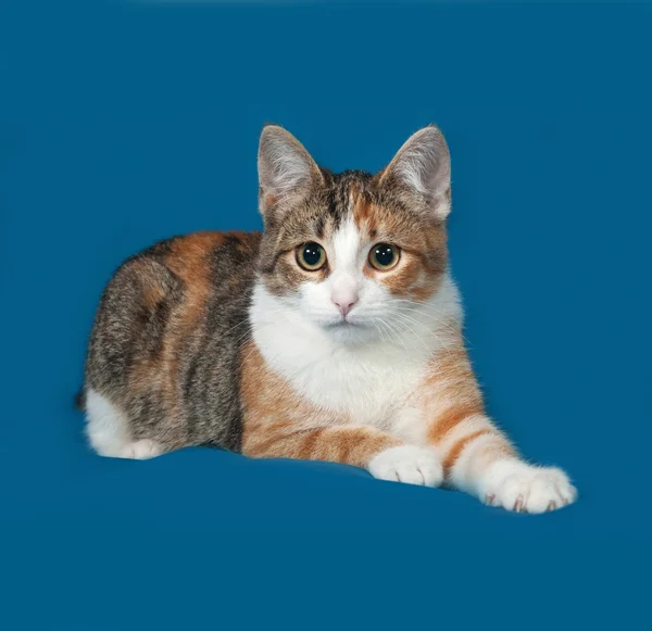 Трехцветный котенок лежит на голубом — стоковое фото