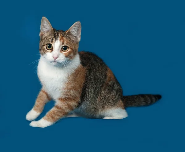 Триколор кошеня, сидячи на синій — стокове фото
