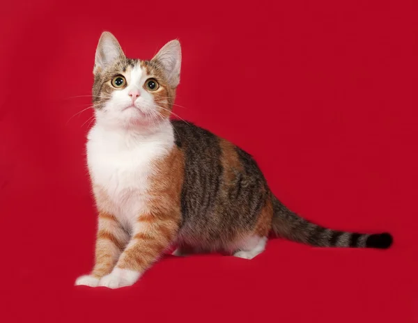 Tricolor kitten sitting on red — Stock Photo, Image