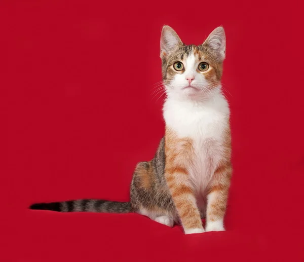 Tricolor kitten zittend op rood — Stockfoto