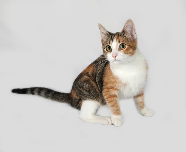Tricolor Kätzchen liegt auf grau — Stockfoto