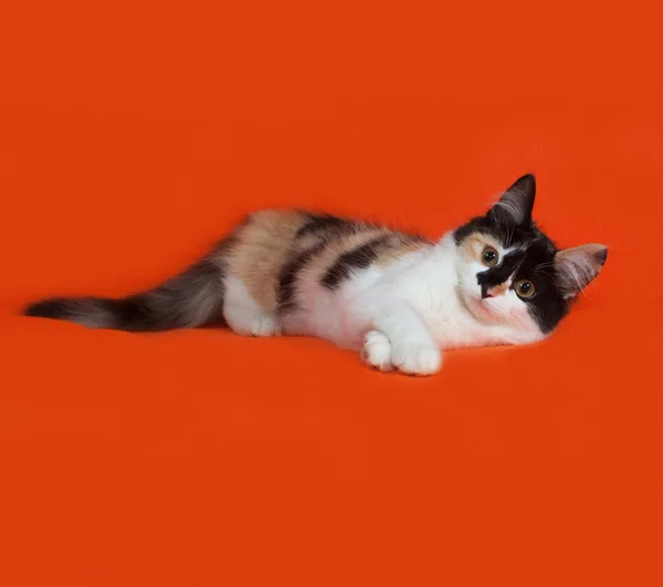 Tricolor fluffy kitten lies on orange — Stock Photo, Image