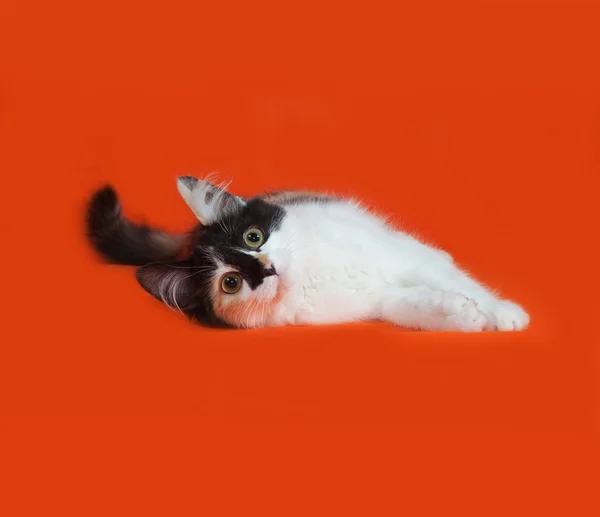 Τρίχρωμη αφράτο γατάκι βρίσκεται στο πορτοκαλί — Φωτογραφία Αρχείου