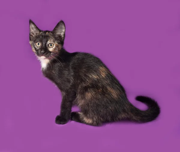 Трехцветный котенок, сидящий на лилаке — стоковое фото
