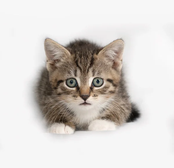 Striped en witte kitten ligt op grijs — Stockfoto