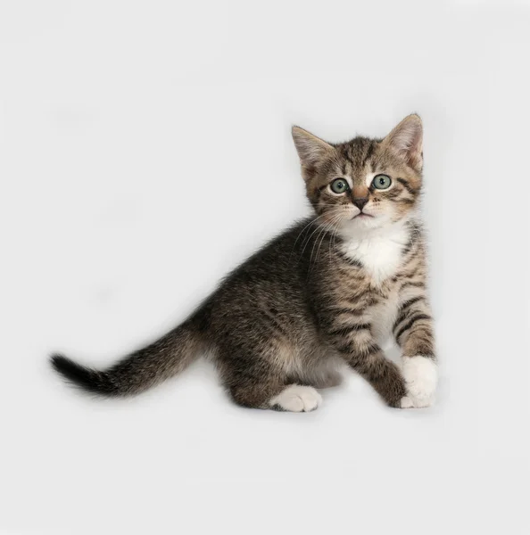 Striped and white kitten standing on gray — Stock Photo, Image