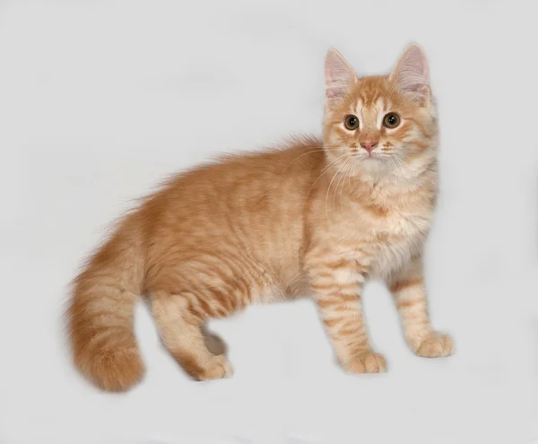Gri Kırmızı kabarık kedi ayakta — Stok fotoğraf