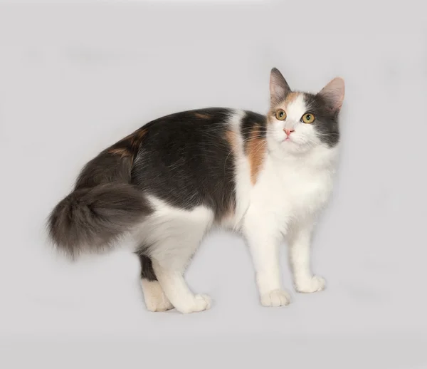 Tricolor gato de pie en gris —  Fotos de Stock