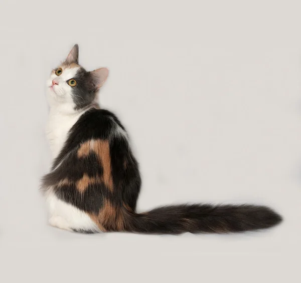 Tricolor Katze sitzt auf grau — Stockfoto