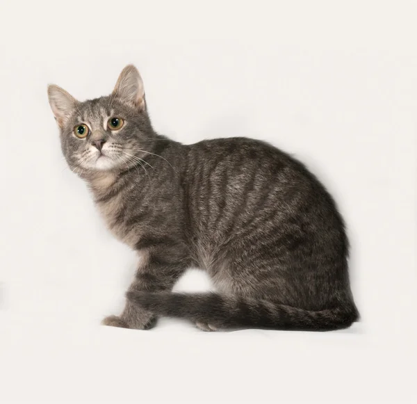 ลูกแมวทับบี้สีเทานั่งบนสีเทา — ภาพถ่ายสต็อก