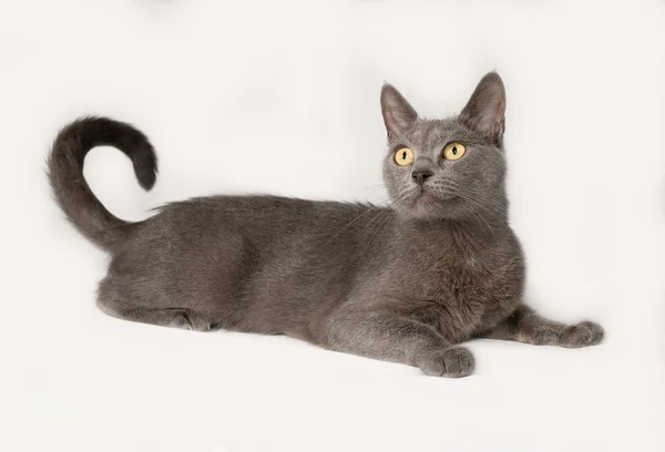Russian blue cat lies on gray — Stock Photo, Image