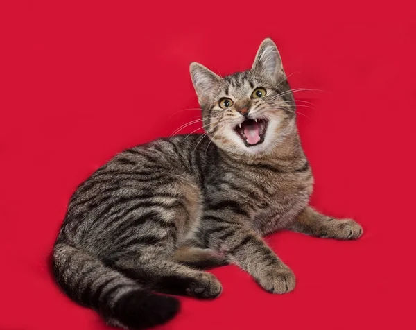 Gatto a strisce sdraiato sul rosso — Foto Stock