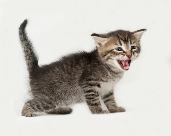 Striped and white kitten standing on gray — Stock Photo, Image