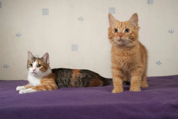 Two kittens standing on bed — Stock Photo, Image