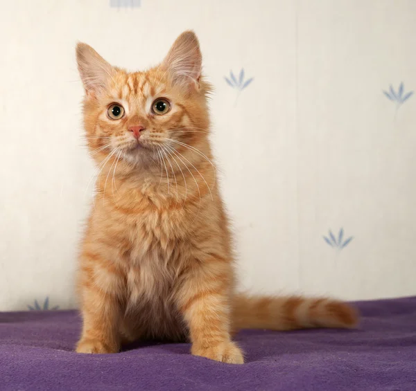 Röd kattunge sitter på sängen — Stockfoto