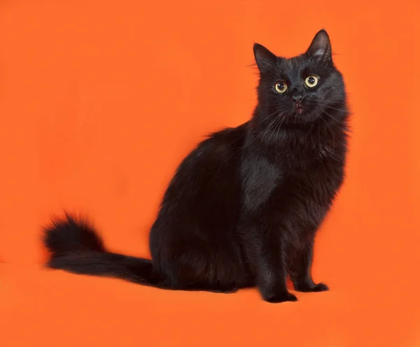 Black fluffy cat sits on orange — Stock Photo, Image