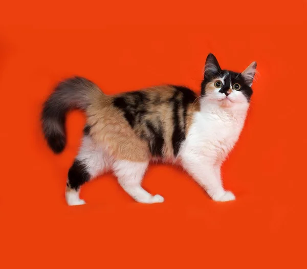 Tricolor berbulu kucing berdiri di oranye — Stok Foto