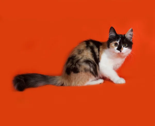 Tricolor fluffy kitten sitting on orange — Stock Photo, Image