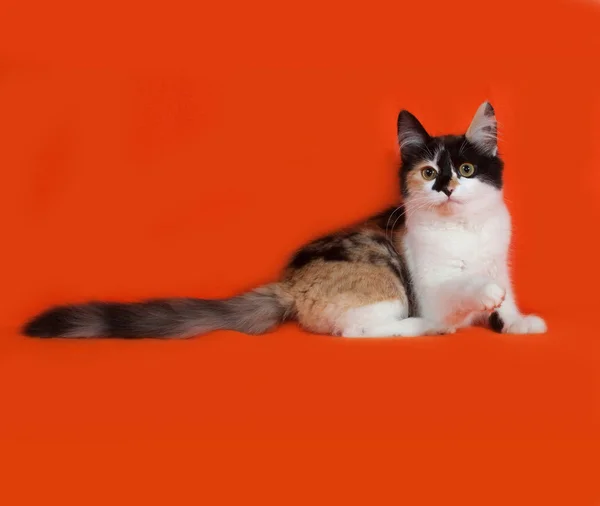 Tricolor fluffy kitten lies on orange — Stock Photo, Image