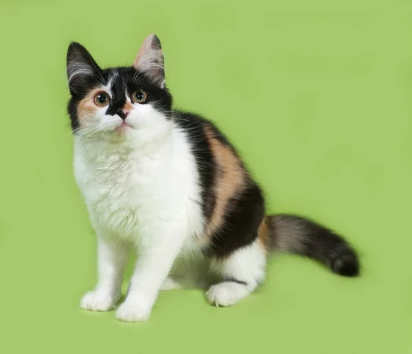 Tricolor fluffy kitten standing on green — Stock Photo, Image