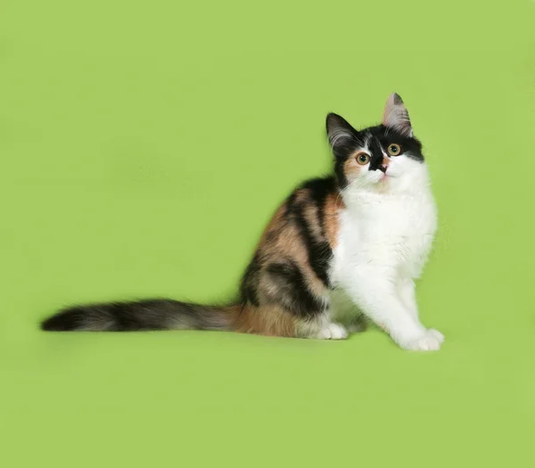 Tricolor fluffy kitten sitting on green — Stock Photo, Image