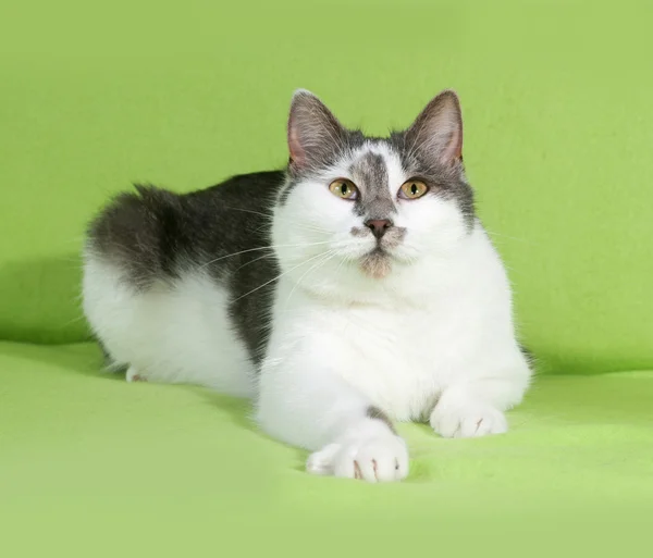 Gatto macchiato bianco e grigio giace sul verde — Foto Stock