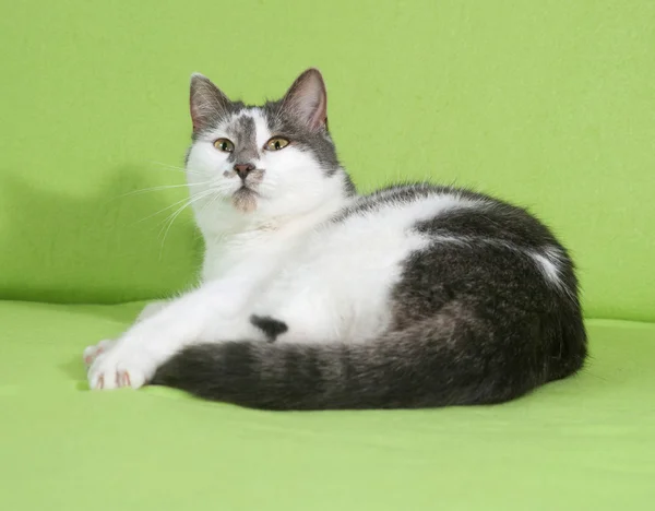 White en gray gespot kat ligt op groen — Stockfoto