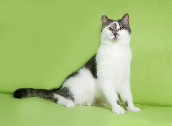 Biały i szary nakrapiane kot siedzi na zielono — Zdjęcie stockowe