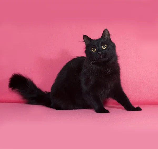 Negro esponjoso gato se sienta en rosa — Foto de Stock