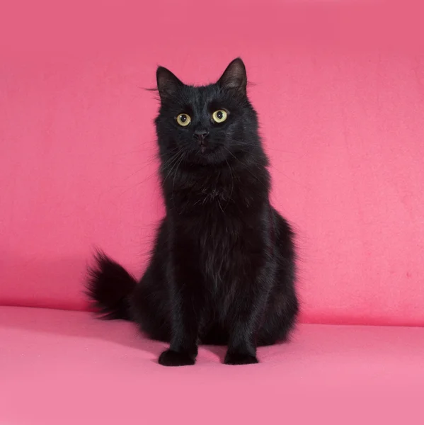 Chat moelleux noir assis sur rose — Photo