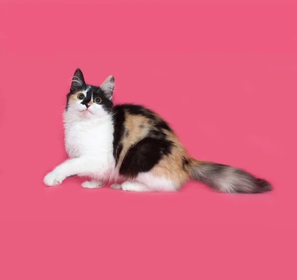 Tricolor fluffy kitten sitting on pink — Stock Photo, Image