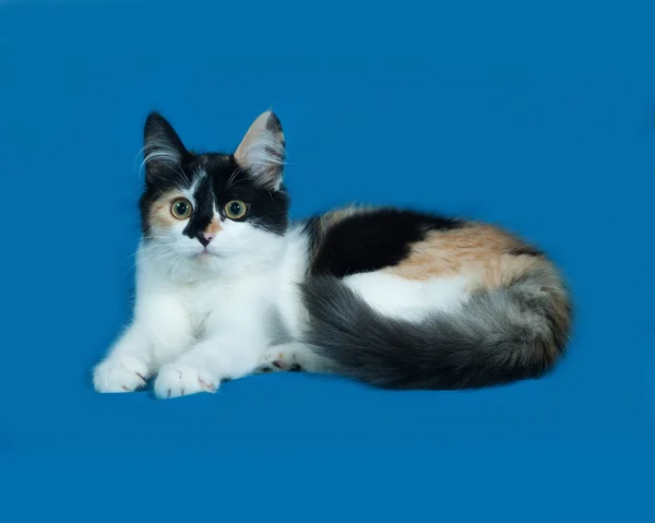 Tricolor fluffy kitten lies on blue — Stock Photo, Image