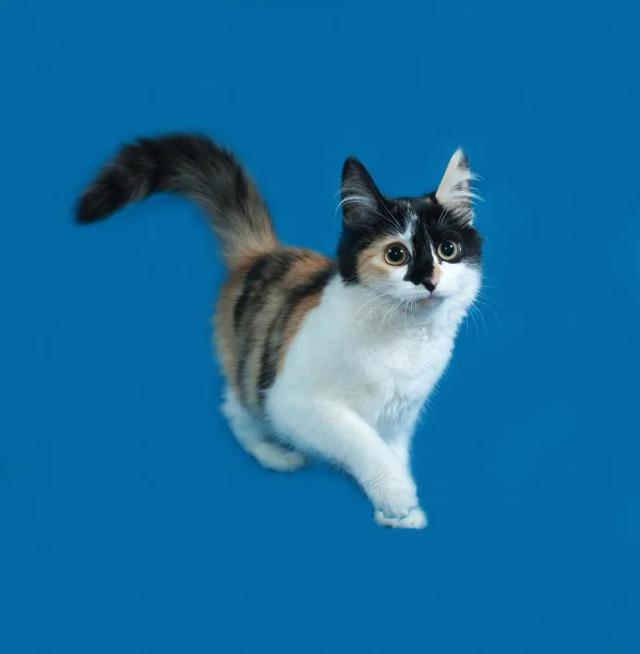 Trikolorní chlupaté kotě stání na modré — Stock fotografie