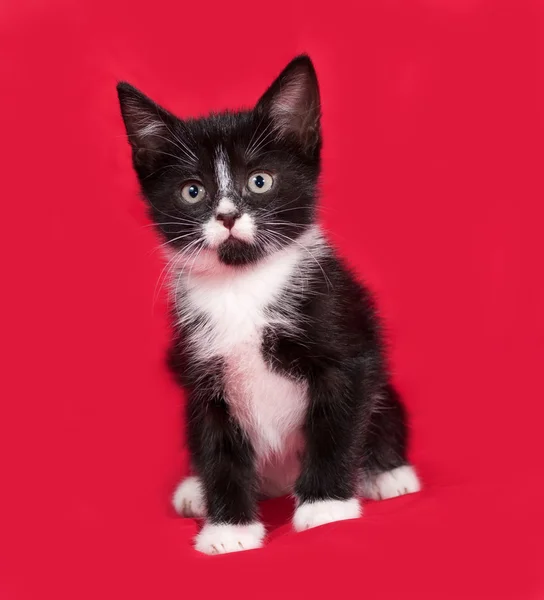 Чорно-білий кошеня сидить на червоному — стокове фото