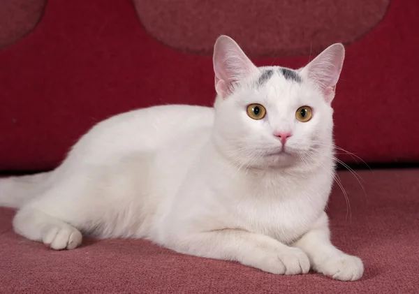 Bílá kočka s šedými skvrnami leží na gauči — Stock fotografie