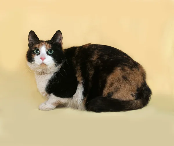 Tricolor cat lies on yellow — Stock Photo, Image