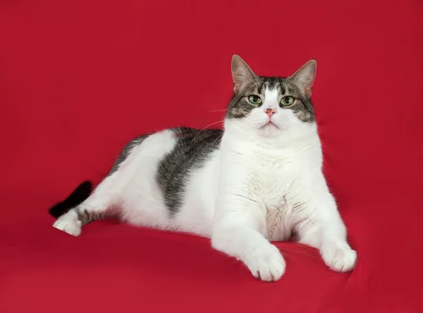 Gestromte und weiße Katze liegt auf rot — Stockfoto