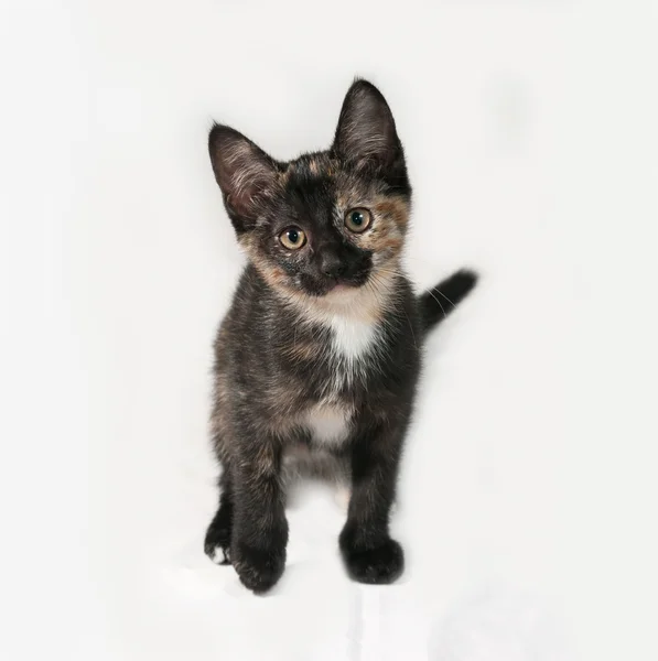 Tricolor kitten standing on gray — Stock Photo, Image