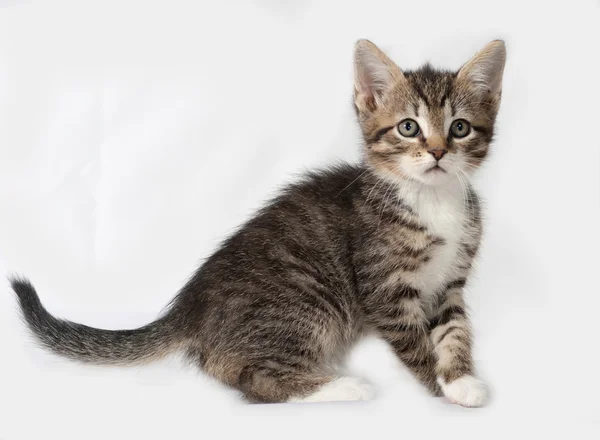 Striped and white kitten standing on gray — Stock Photo, Image