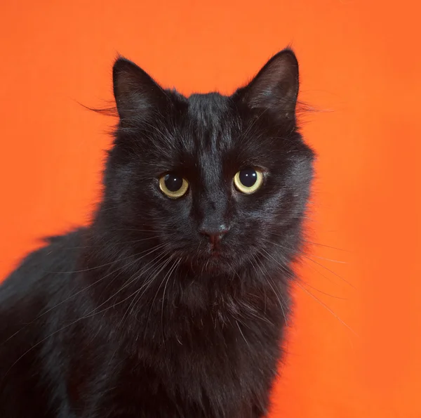 Negro esponjoso gato se sienta en naranja — Foto de Stock