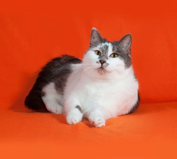 White and gray spotted cat lies on orange — Stock Photo, Image