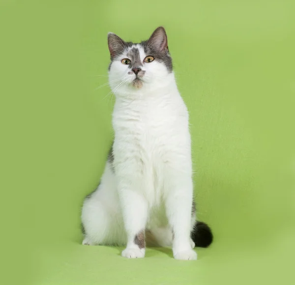 Bílé a šedé strakaté kočka sedí na zelené — Stock fotografie