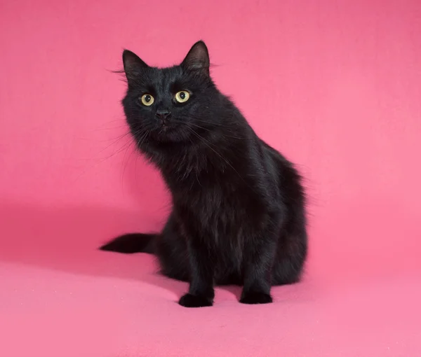 Gatto nero soffice seduto sul rosa — Foto Stock