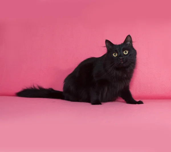 Black fluffy cat sitting on pink — Stock Photo, Image