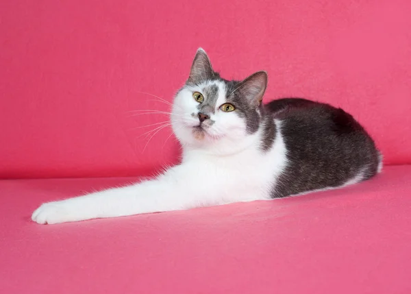 Gatto macchiato bianco e grigio giace sul rosa — Foto Stock