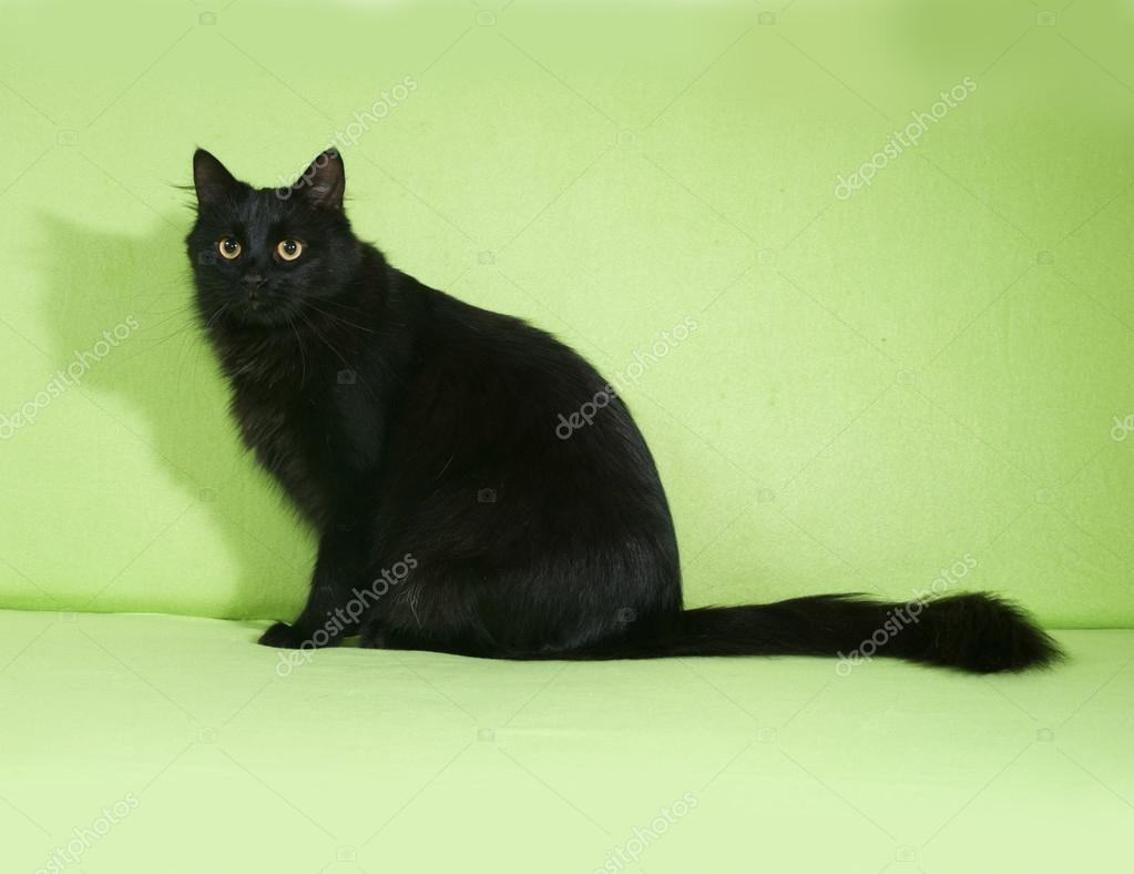 Chat Moelleux Noir Assis Sur Vert Image Libre De Droit Par Darzyhanna C Chat Moelleux Noir Assis Sur Vert Image Libre De Droit Par Darzyhanna C