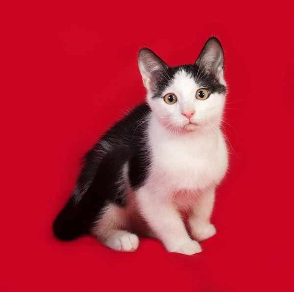 Zwart-wit kitten zittend op rood — Stockfoto