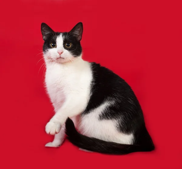 Czarno-biały kot siedzi na czerwono — Zdjęcie stockowe